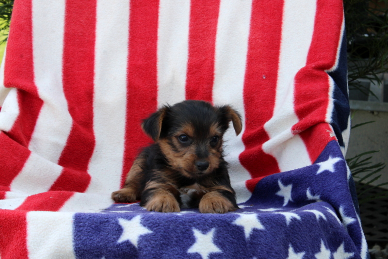 puppy, for, sale, Yorkshire Terrier, Matthew B. Stoltzfus, dog, breeder, Gap, PA, dog-breeder, puppy-for-sale, forsale, nearby, find, puppyfind, locator, puppylocator, aca